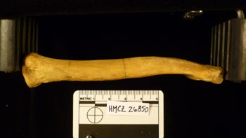 Media type: image;   Mammalogy 26850
